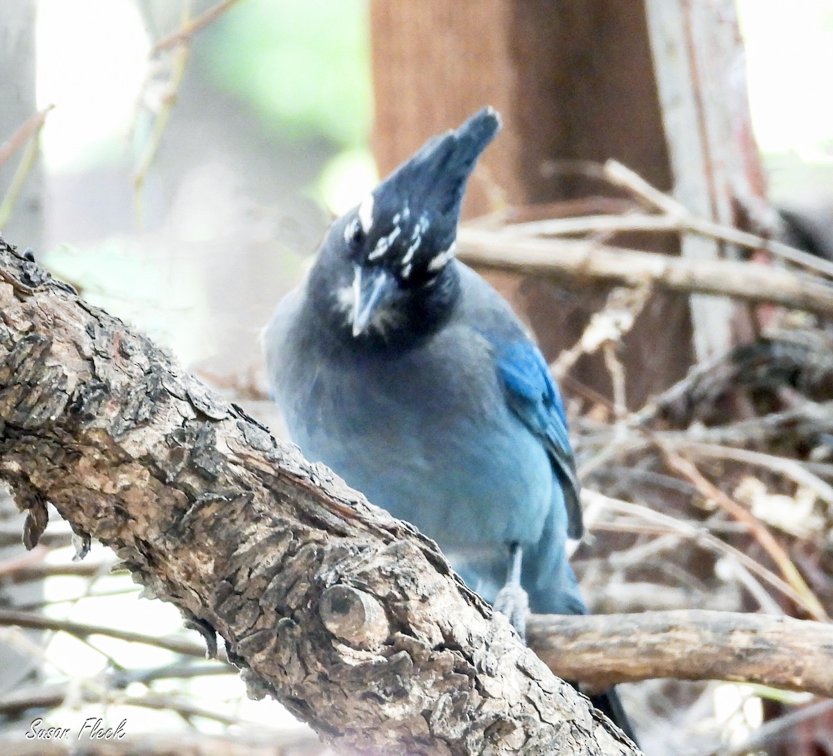 ステラーカケス - ML644583452