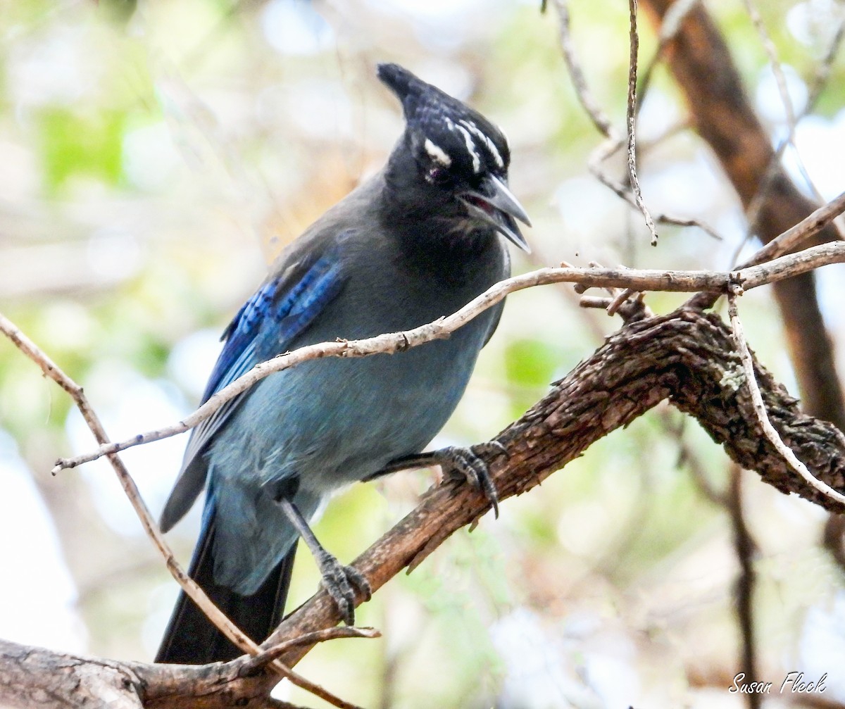 ステラーカケス - ML644583453