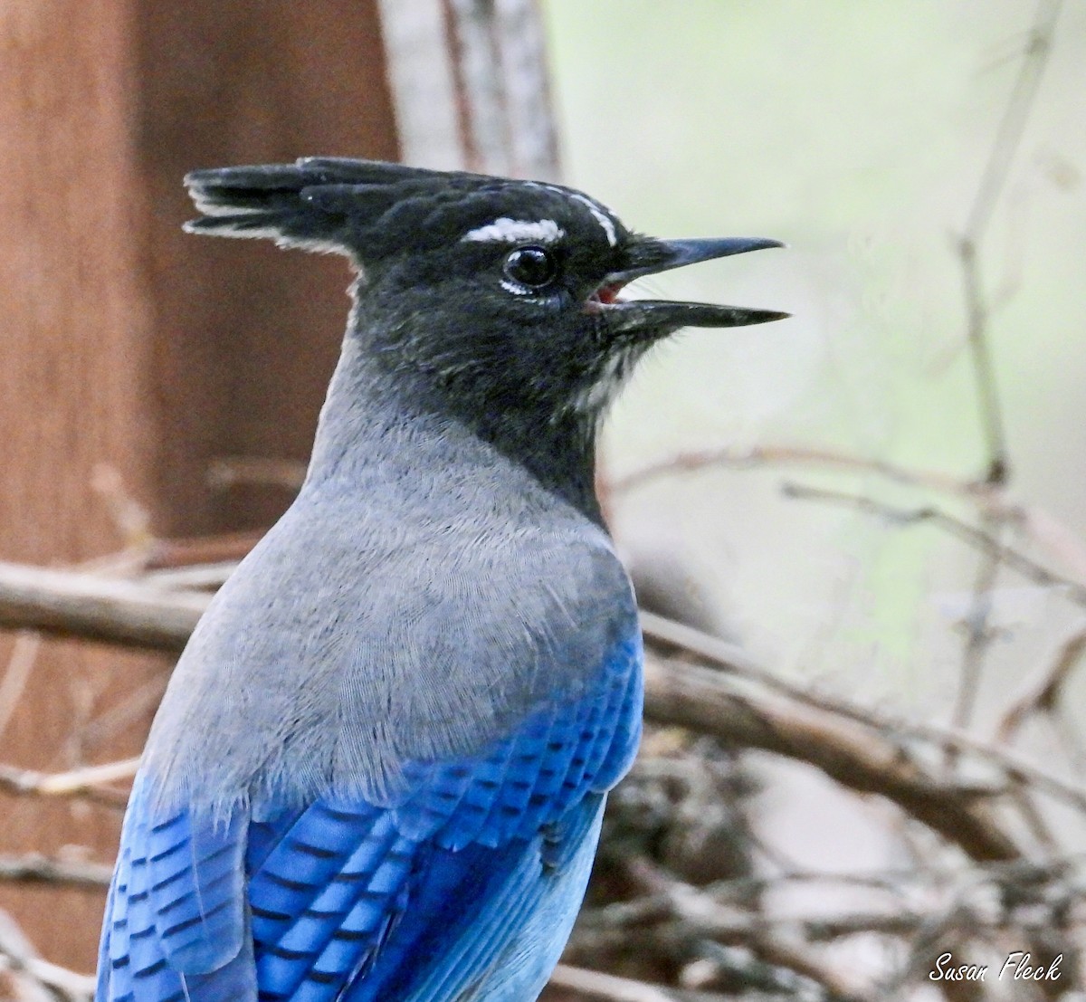 ステラーカケス - ML644583455