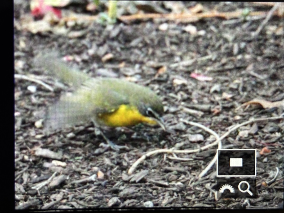 Yellow-breasted Chat - ML644583456