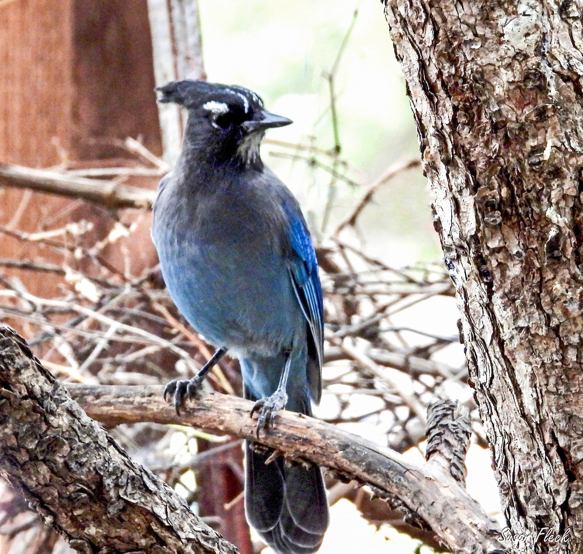 ステラーカケス - ML644583458