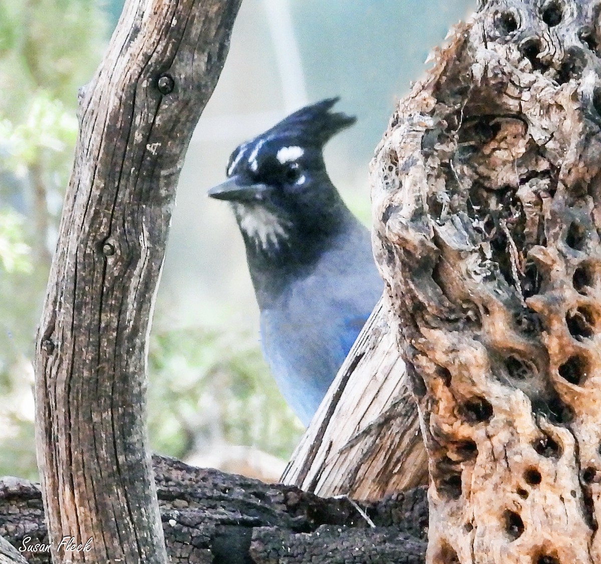 ステラーカケス - ML644583459