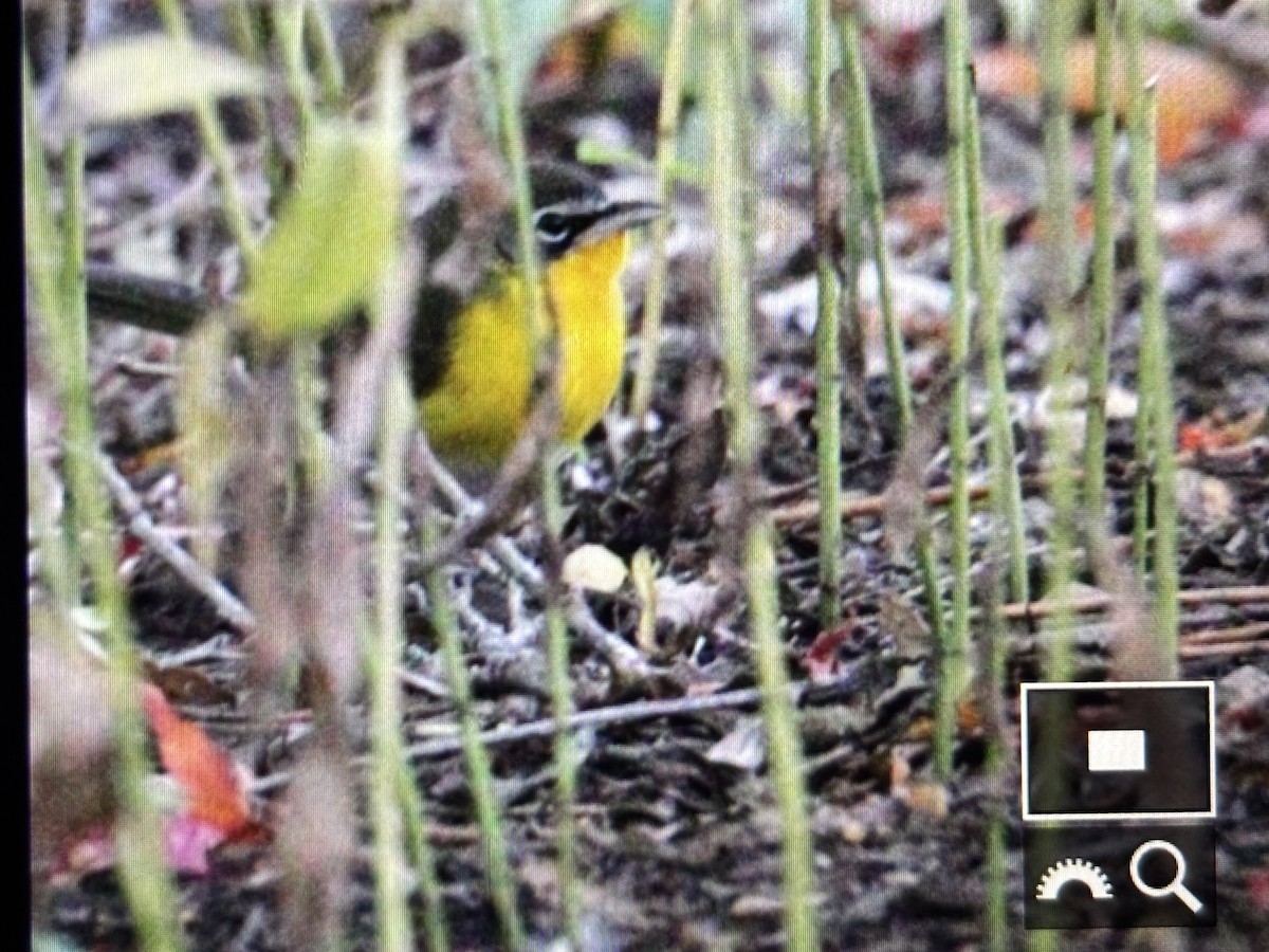 Yellow-breasted Chat - ML644583460