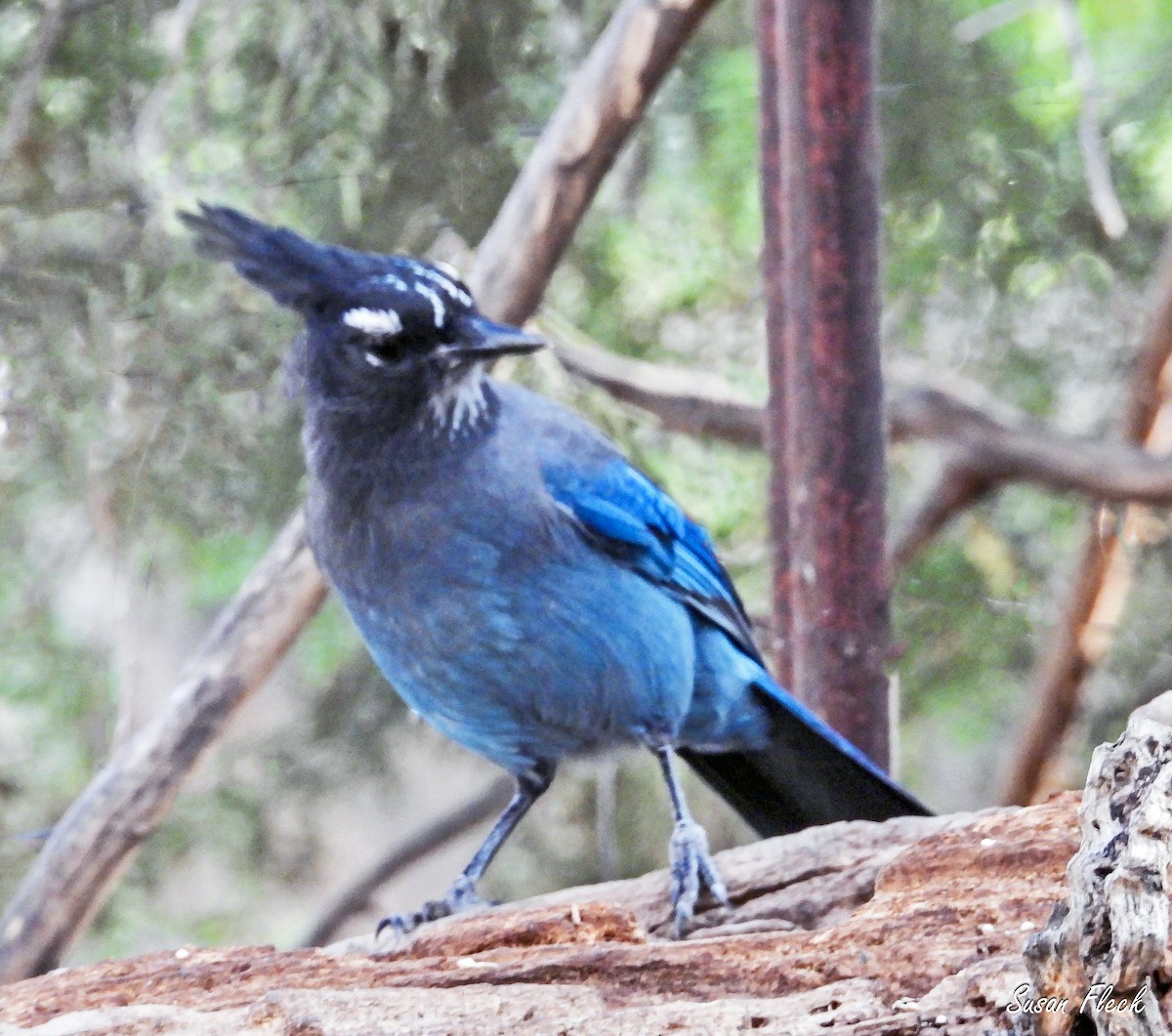 ステラーカケス - ML644583461