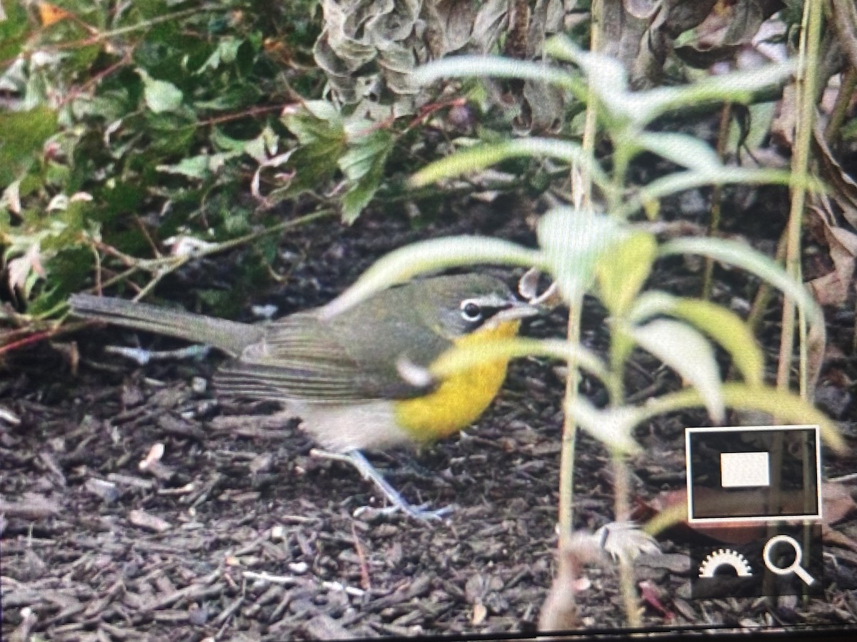 Yellow-breasted Chat - ML644583462