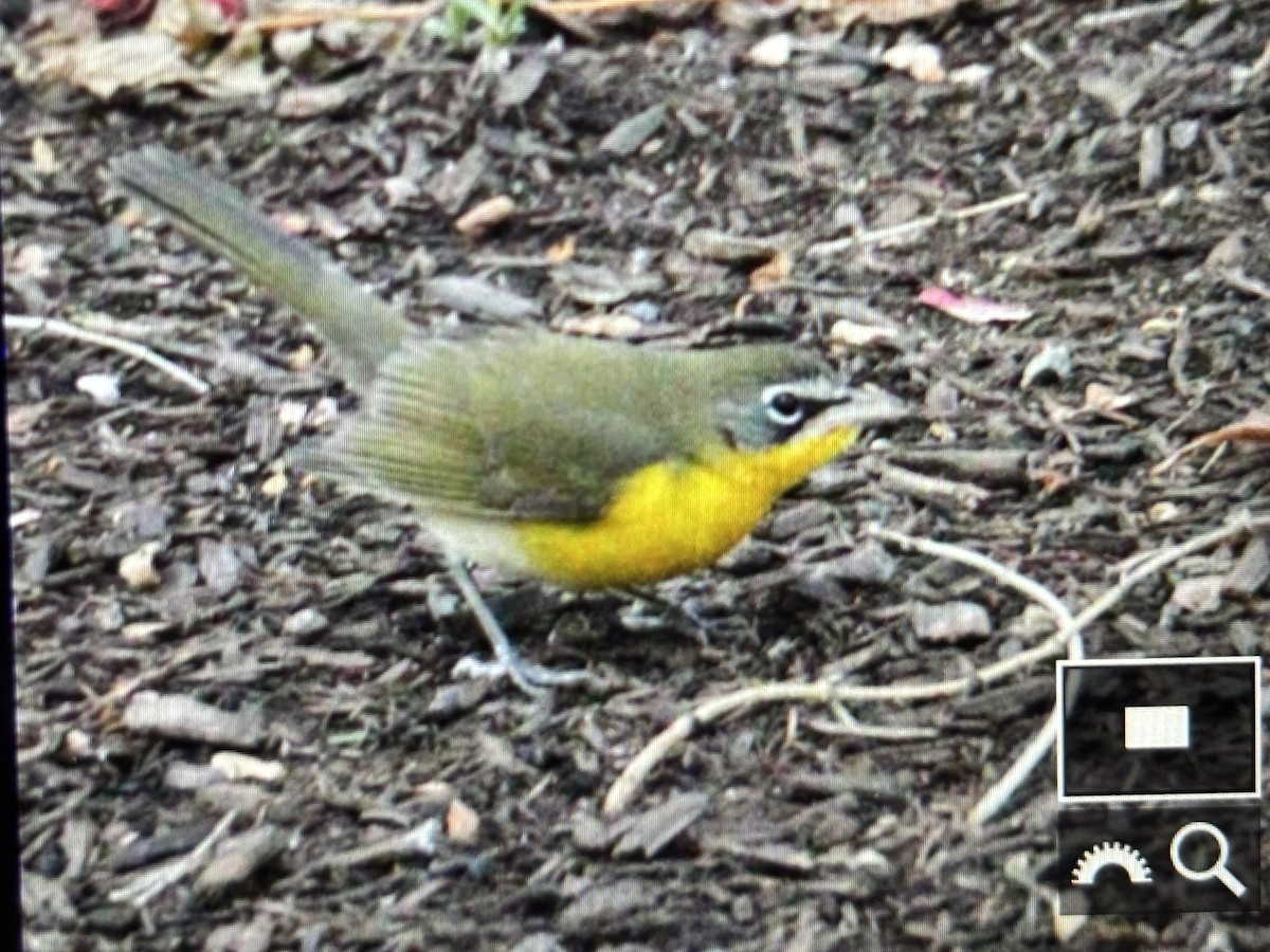 Yellow-breasted Chat - ML644583463
