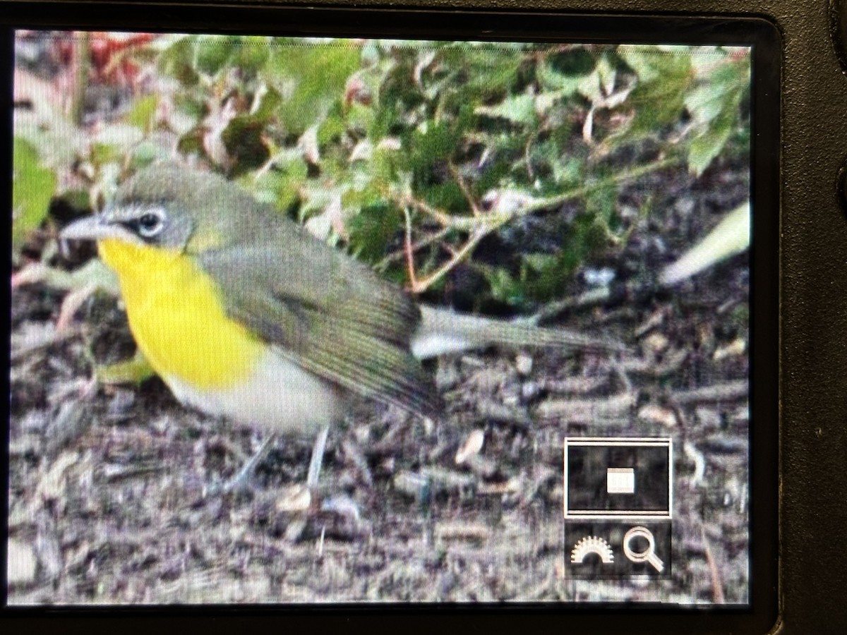 Yellow-breasted Chat - ML644583466
