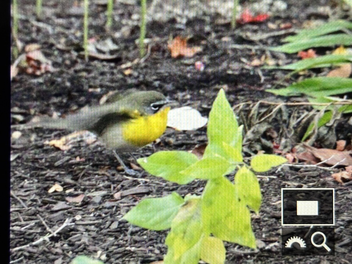 Yellow-breasted Chat - ML644583467