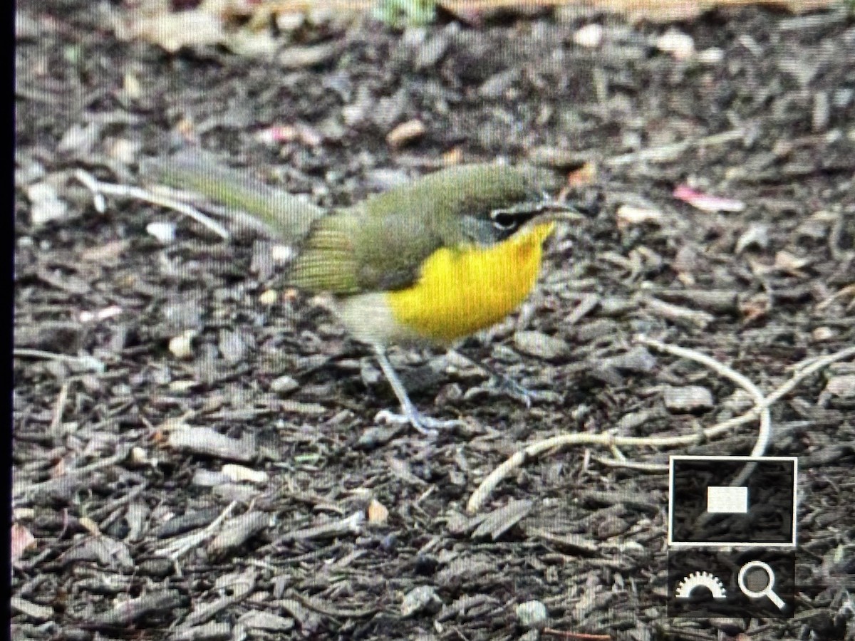 Yellow-breasted Chat - ML644583468