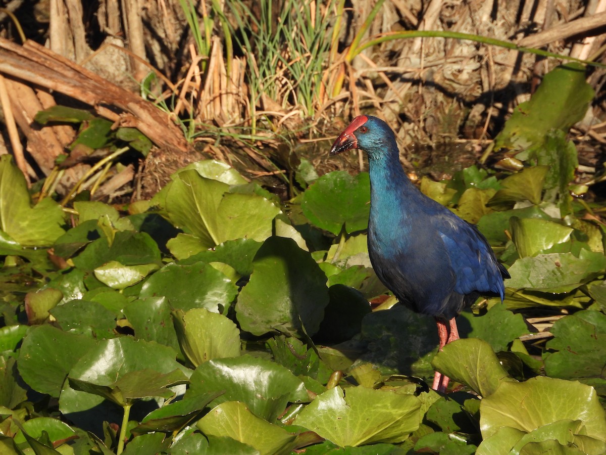 slípka modrá - ML644583472