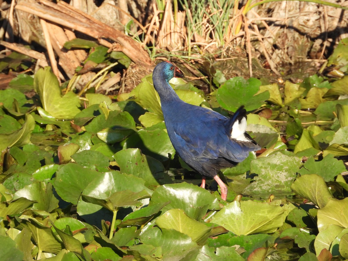 slípka modrá - ML644583473