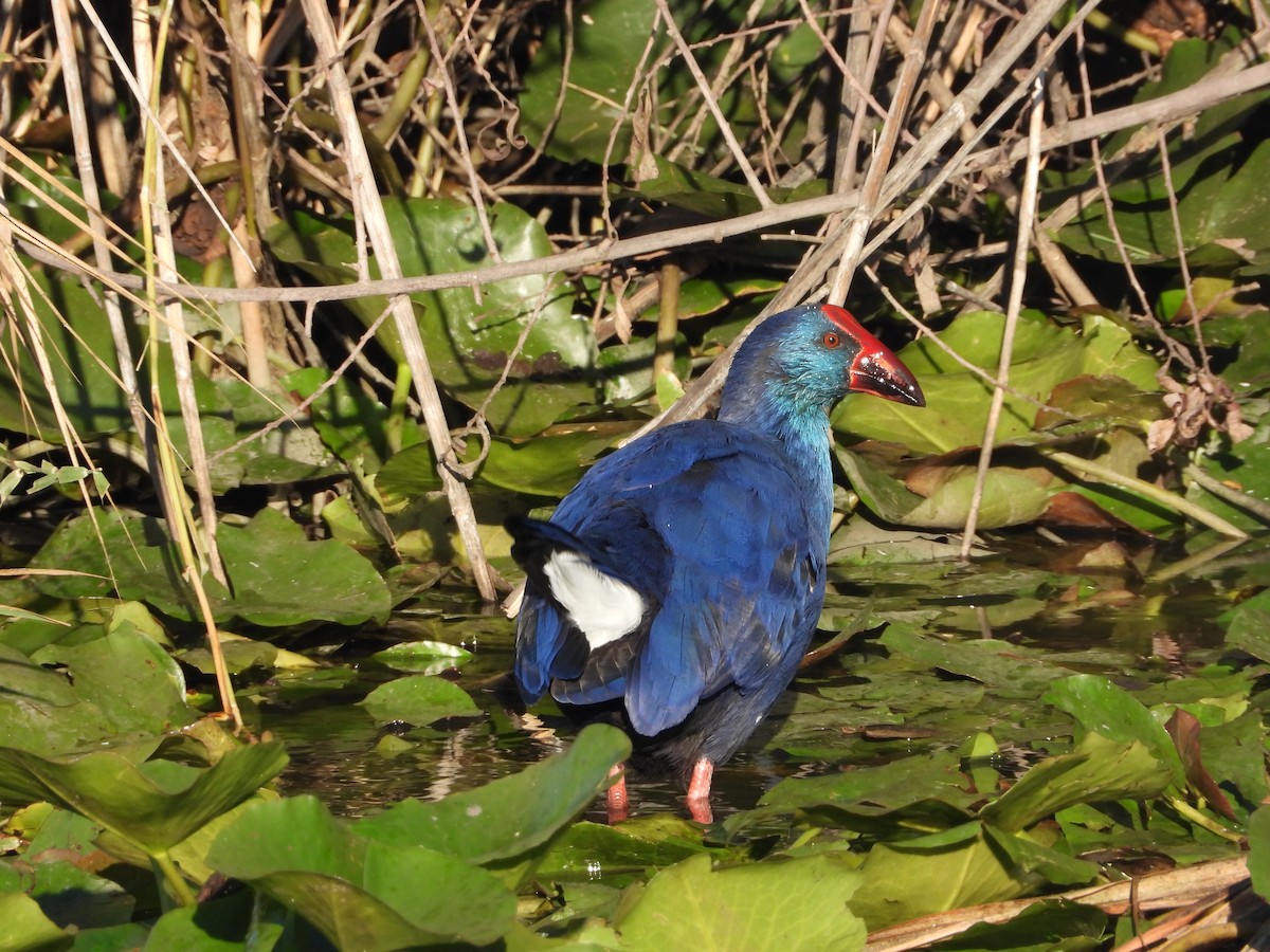 slípka modrá - ML644583474