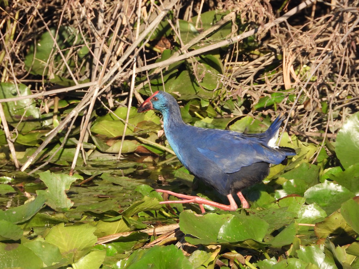 slípka modrá - ML644583475