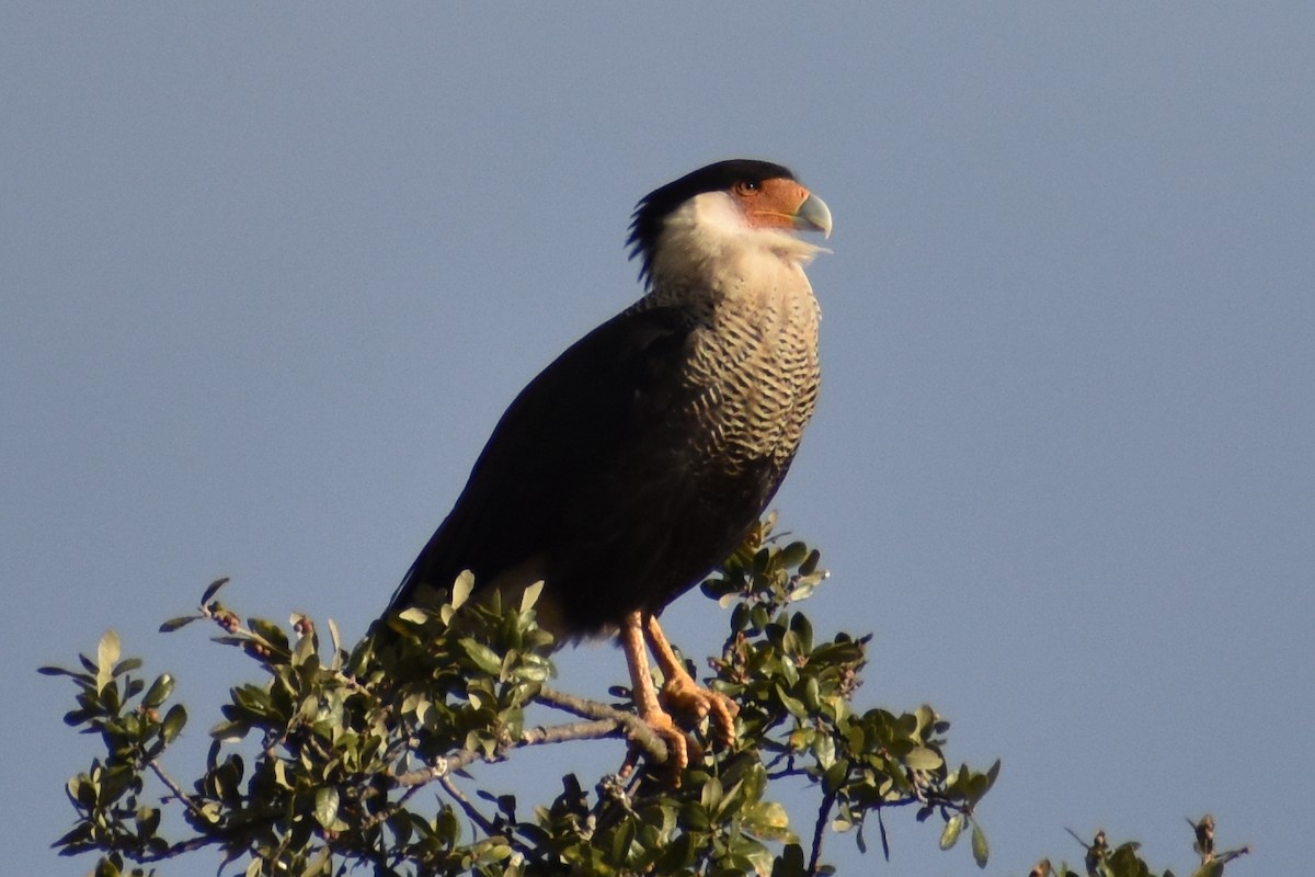 Schopfkarakara - ML644583476