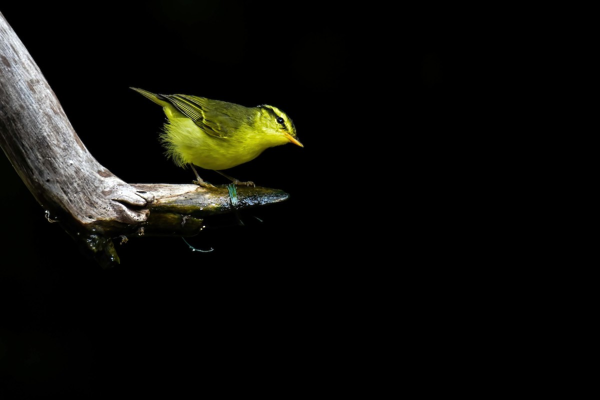 Sulphur-breasted Warbler - ML644583479