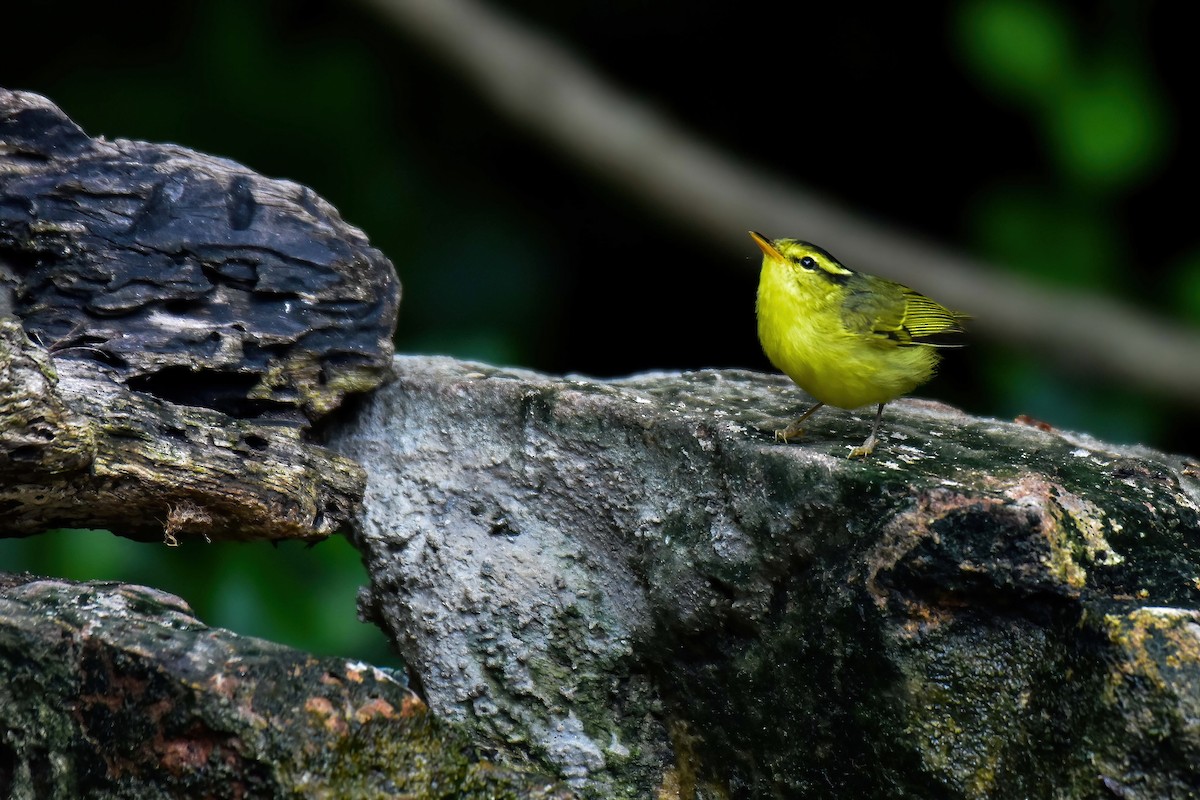 Sulphur-breasted Warbler - ML644583480