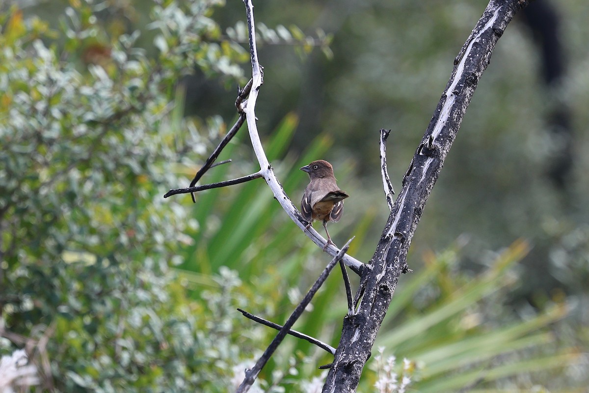 rødsidetovi (alleni/rileyi) - ML644583493