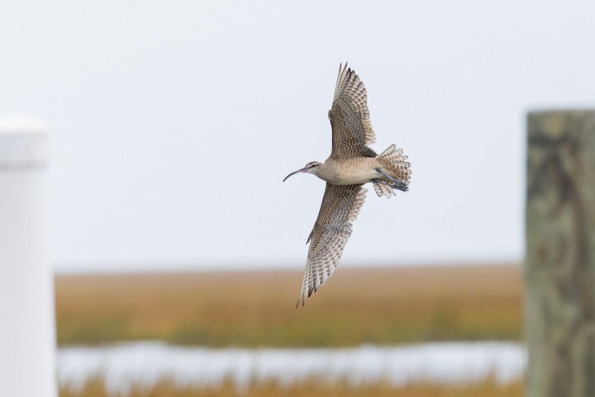 tundraspove - ML644583498