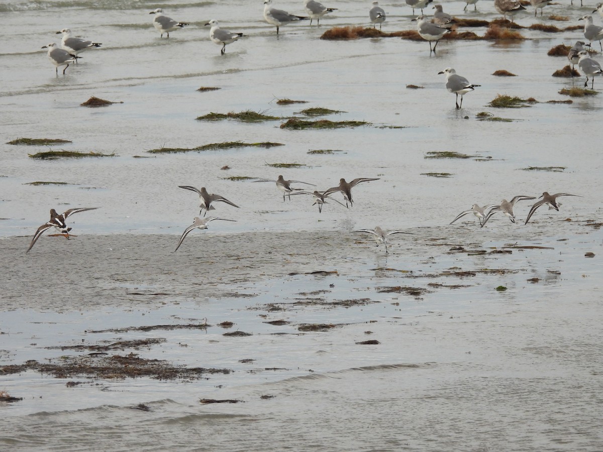 myrsnipe - ML644583506