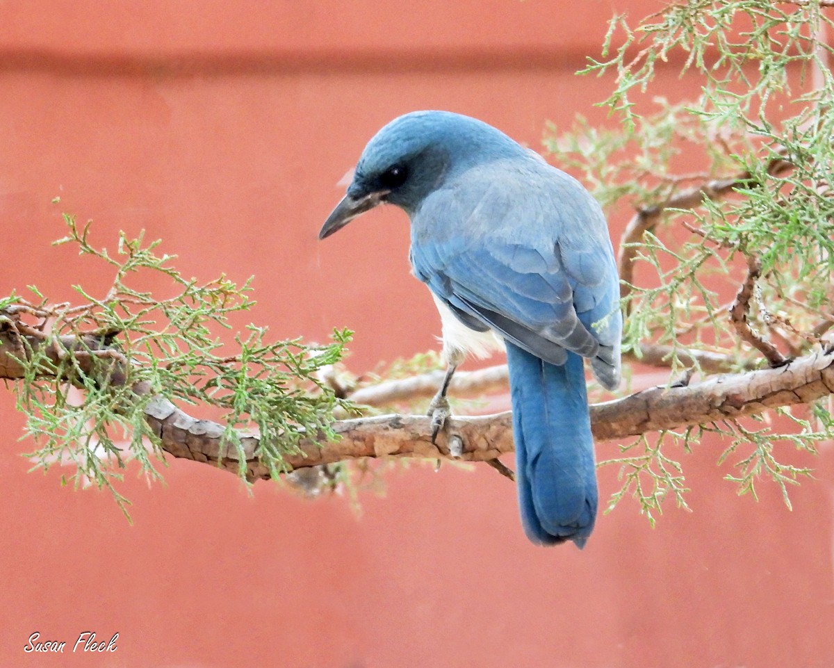 mexicoskrike - ML644583511