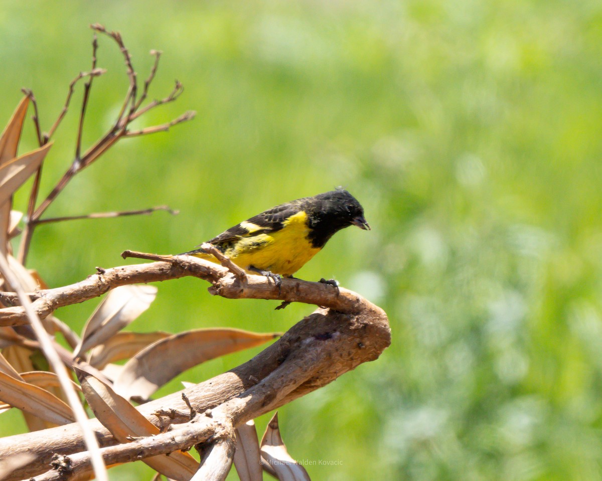 čížek západní - ML644583513