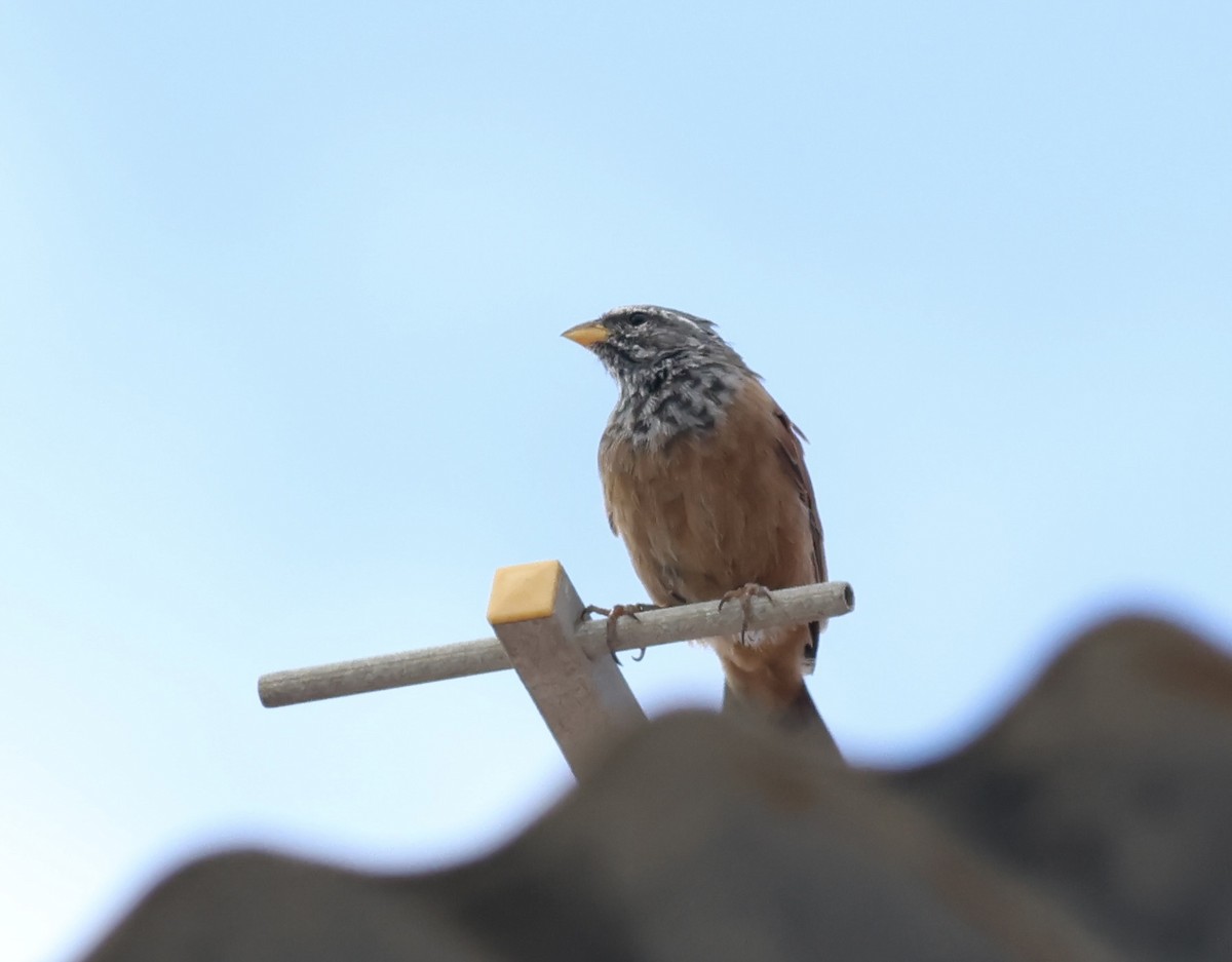 House Bunting - ML644583515