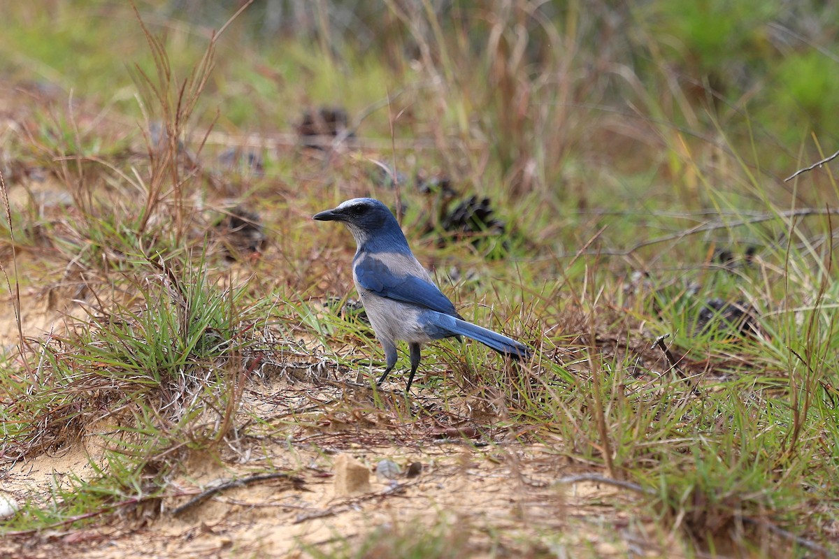 floridaskrike - ML644583521