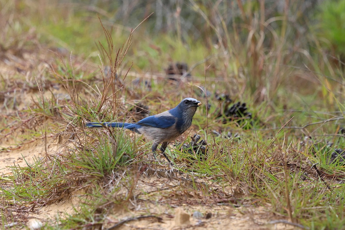 floridaskrike - ML644583525