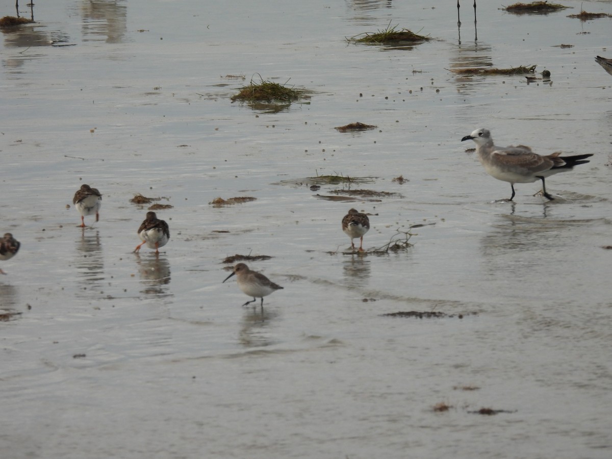 myrsnipe - ML644583529