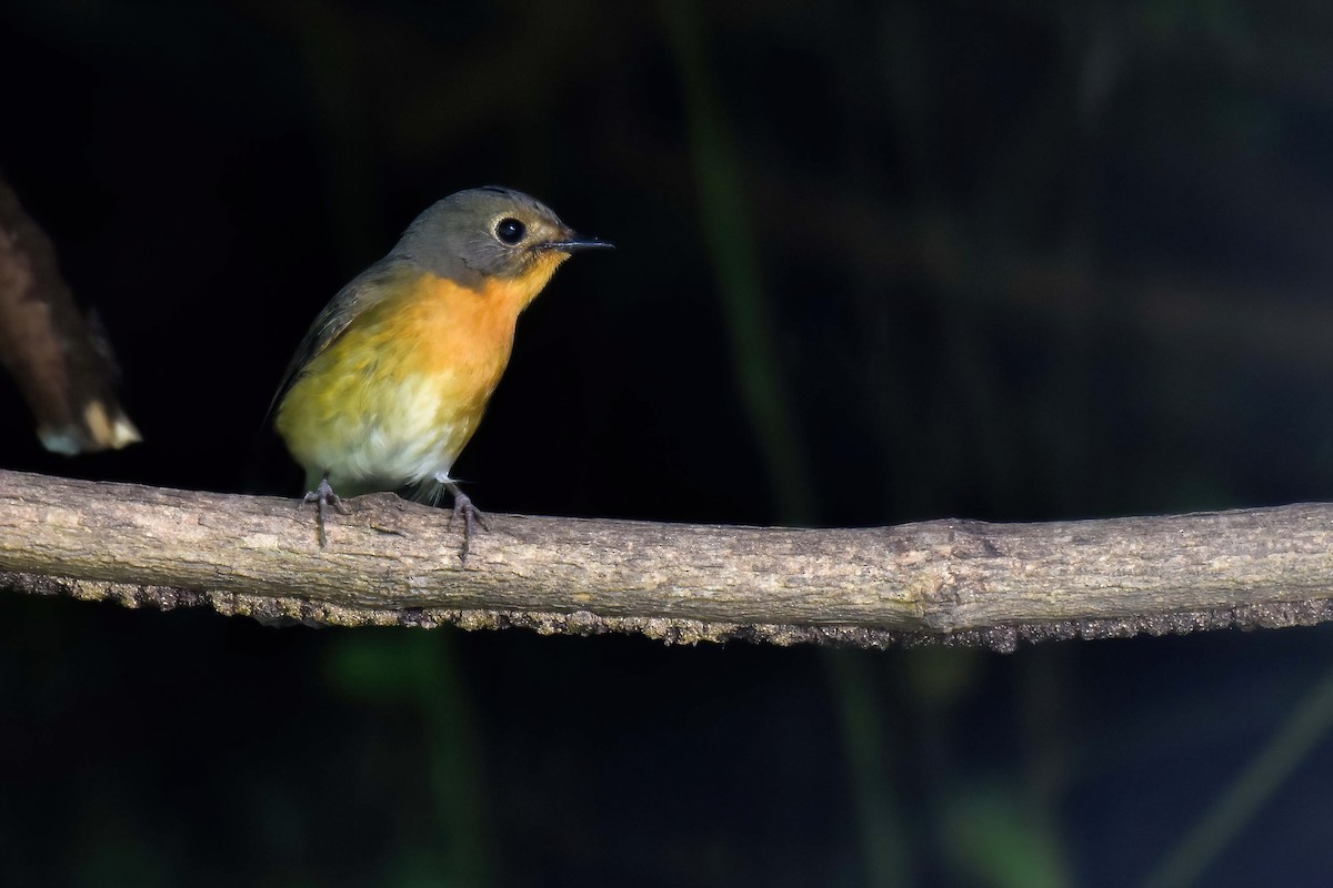 Hill Blue Flycatcher - ML644583535