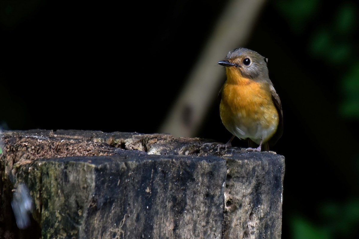 Hill Blue Flycatcher - ML644583536