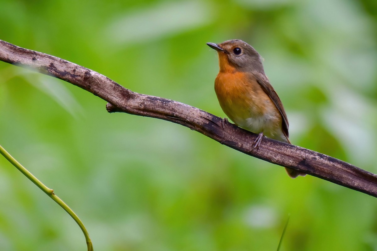 Hill Blue Flycatcher - ML644583538