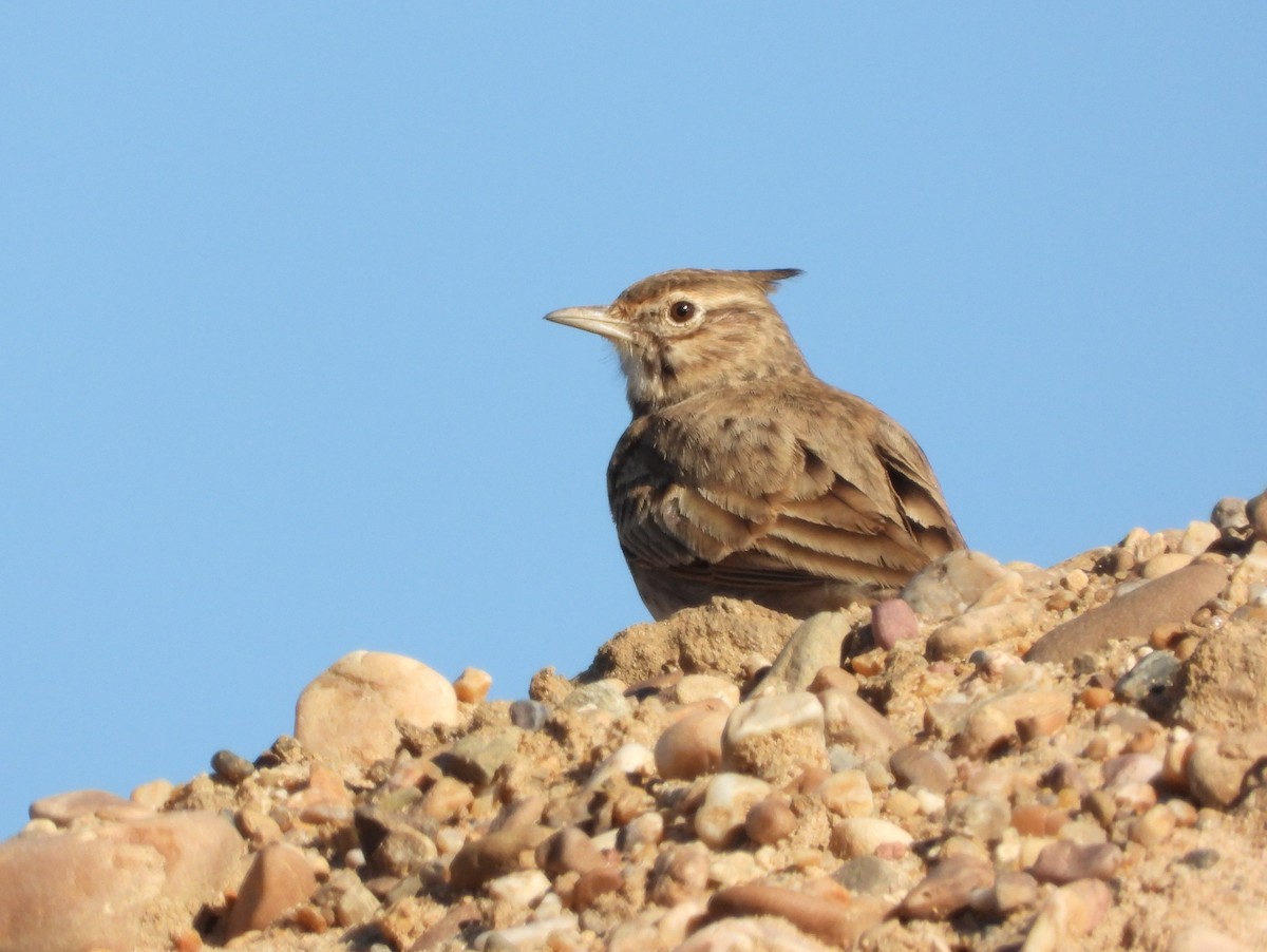 Согсоот болжмор - ML644583539