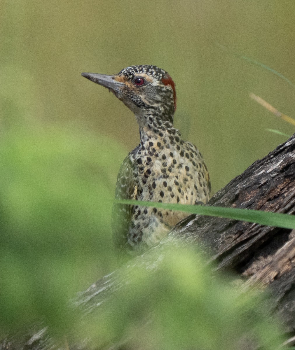 Nubian Woodpecker - ML644583540