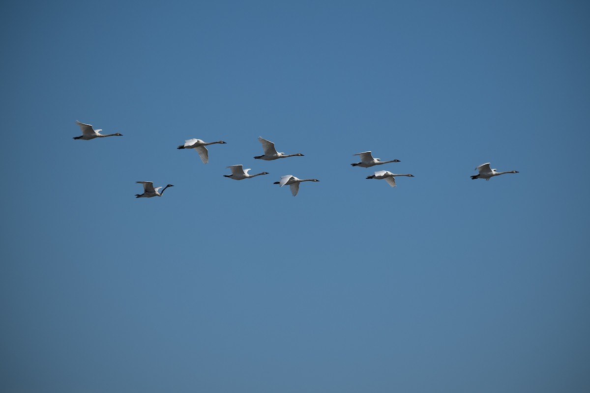 trompetsvane - ML644583543