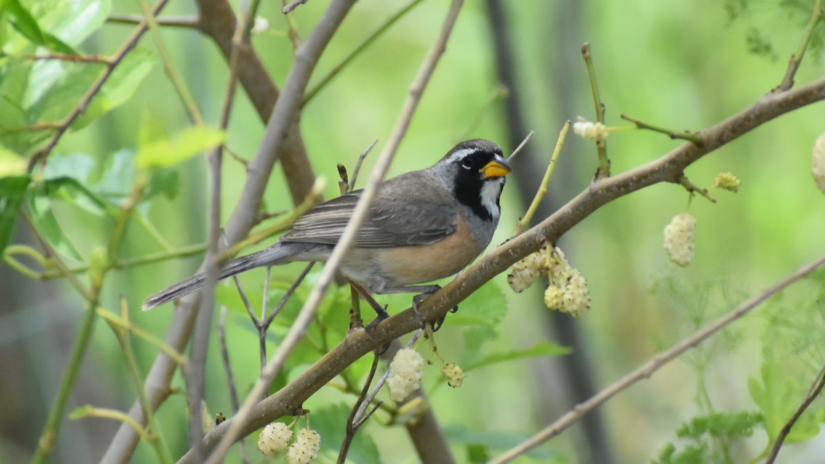 Many-colored Chaco Finch - ML644583544