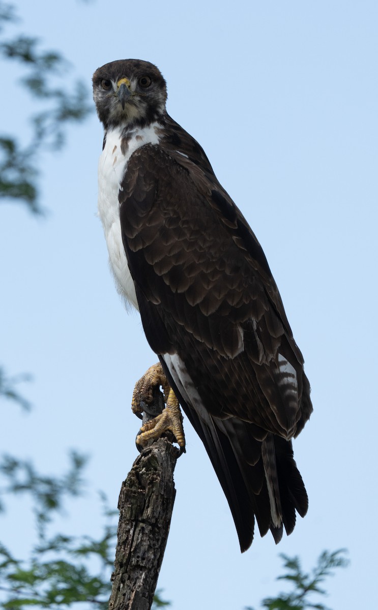 Augur Buzzard - ML644583547