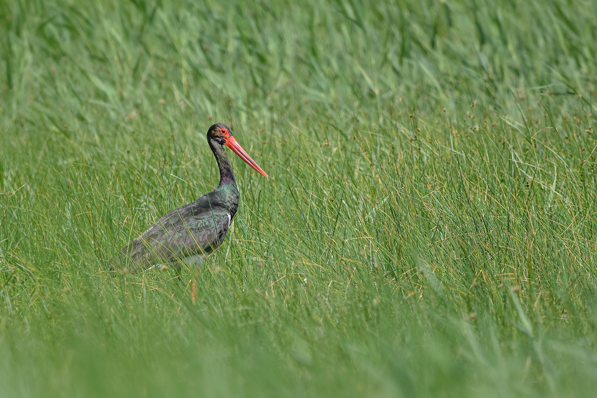 čáp černý - ML644583552