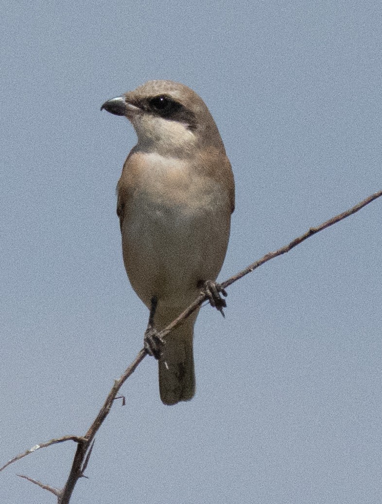 Schwarzstirnwürger - ML644583553