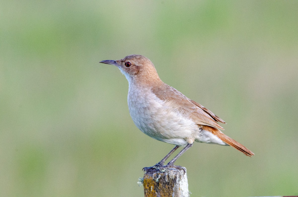 haciendaovnfugl - ML644583558