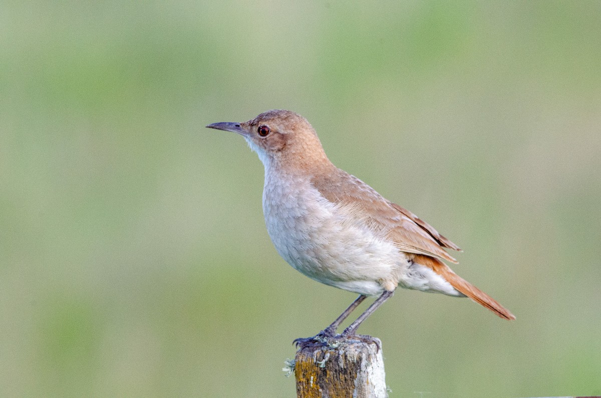 haciendaovnfugl - ML644583559