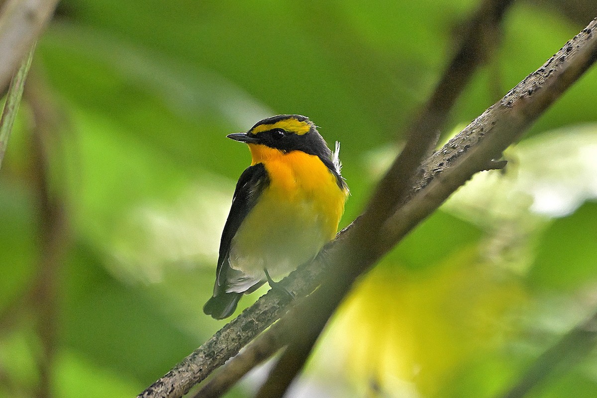 黃眉黃鶲 - ML644583582