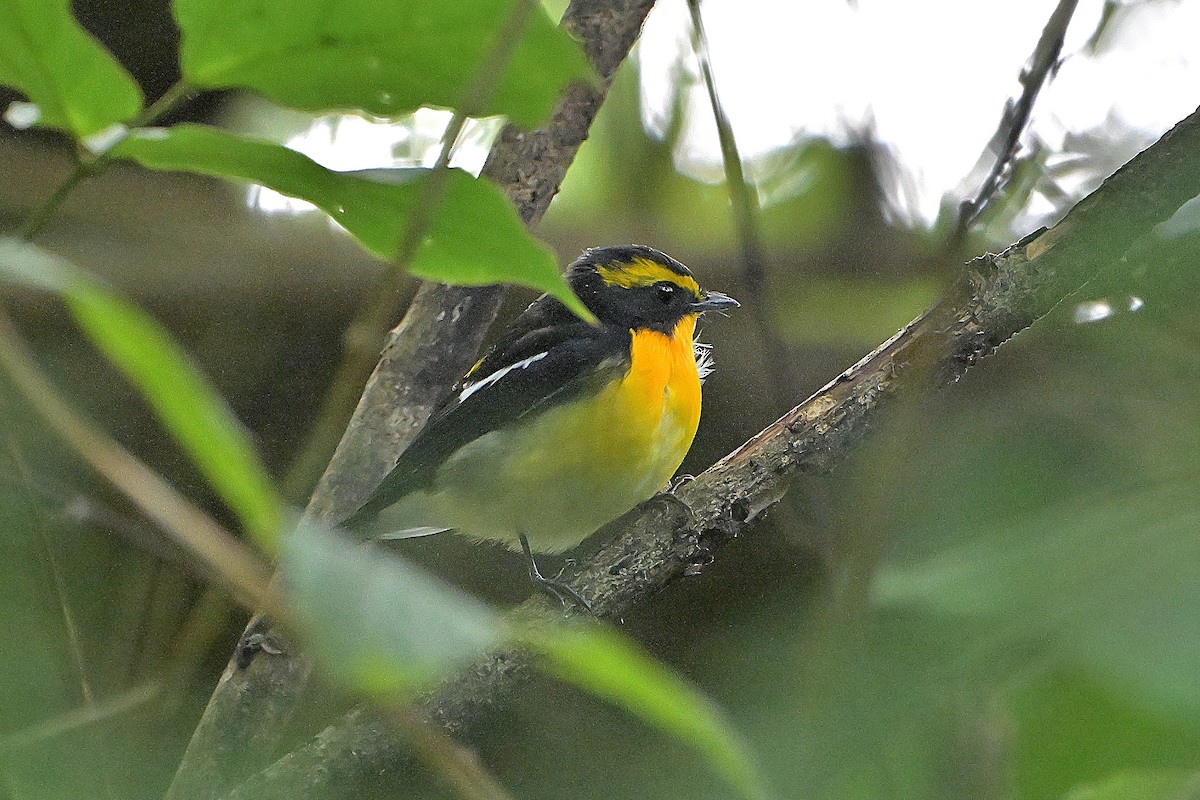 黃眉黃鶲 - ML644583584