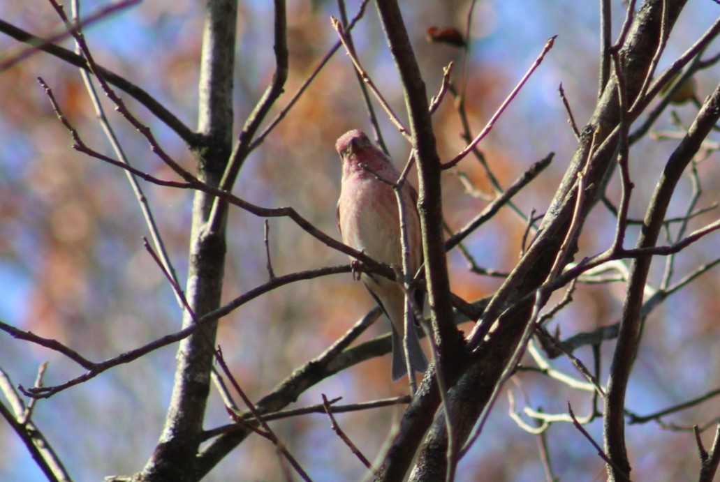 purpurfink - ML644583586