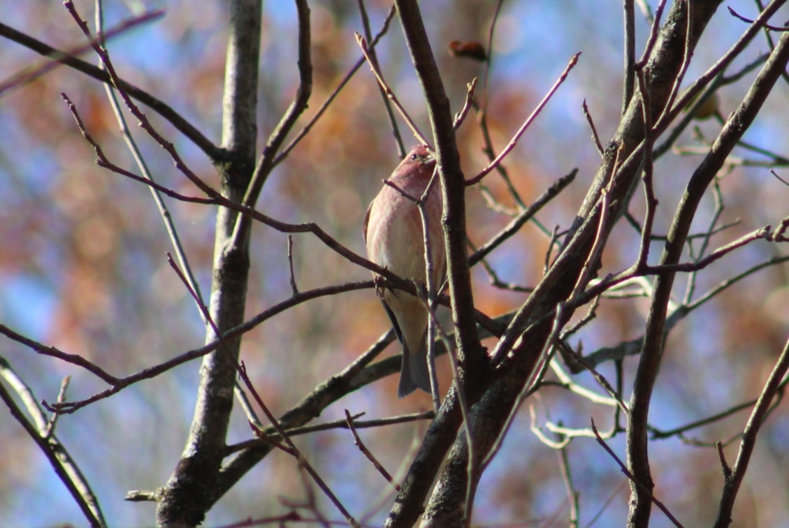 purpurfink - ML644583587