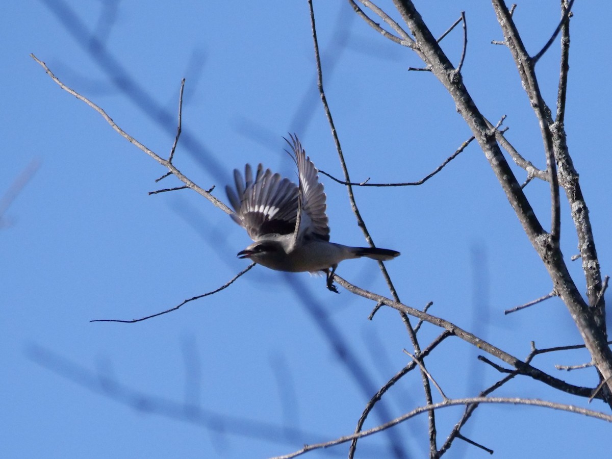 Alcaudón Boreal (americano) - ML644583588