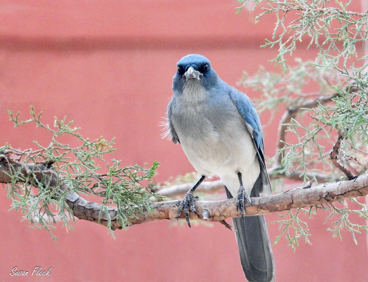 mexicoskrike - ML644583595