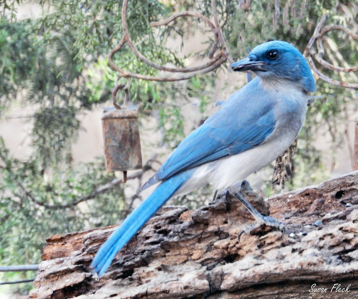 mexicoskrike - ML644583596