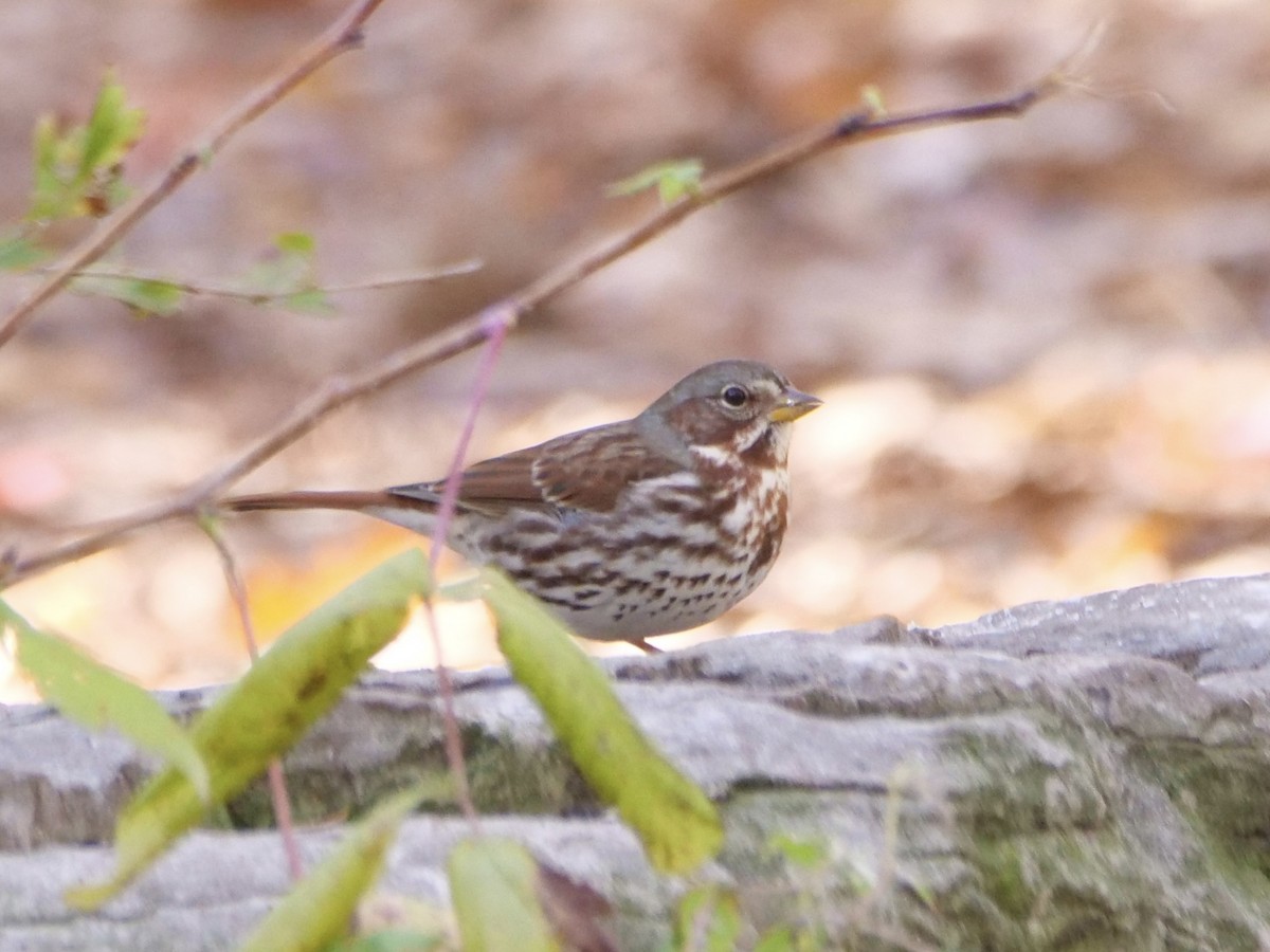 strnadec kaštanový (ssp. iliaca/zaboria) - ML644583600