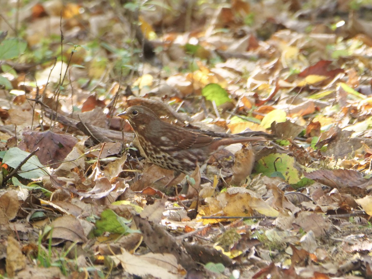 strnadec kaštanový (ssp. iliaca/zaboria) - ML644583601